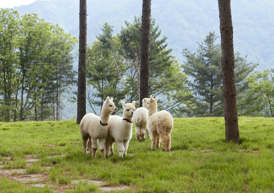 Nami Island] Alpaca World + Nami Island + Rail bike + The Garden