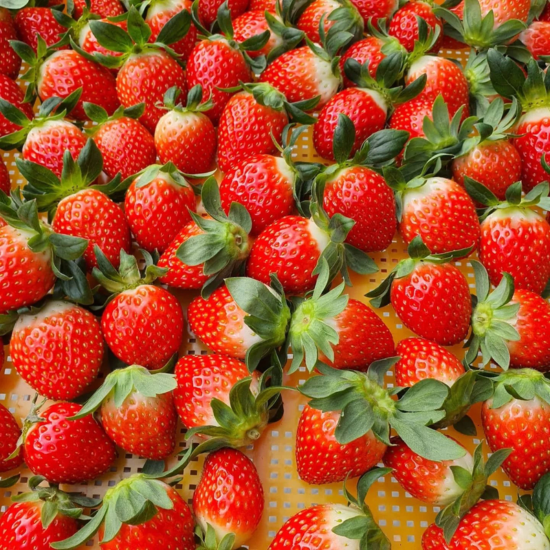 3997cf48-딸기-따기-체험_1