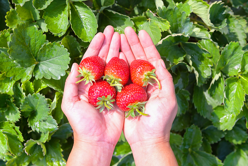 ce5f62c9-딸기-따기-체험_3