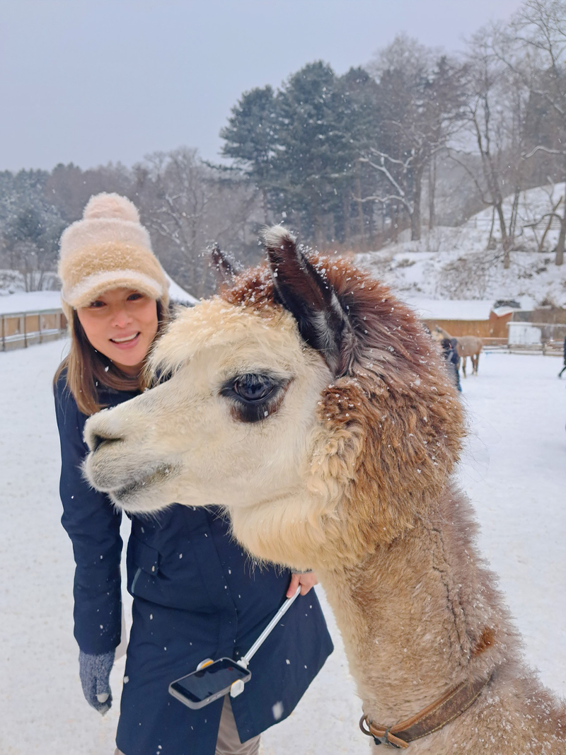 Only Winter] Eobi Valley + Nami Island + The Garden of Morning Calm + Rail  Bike + Petite France + Alpaca World - Seoul PASS