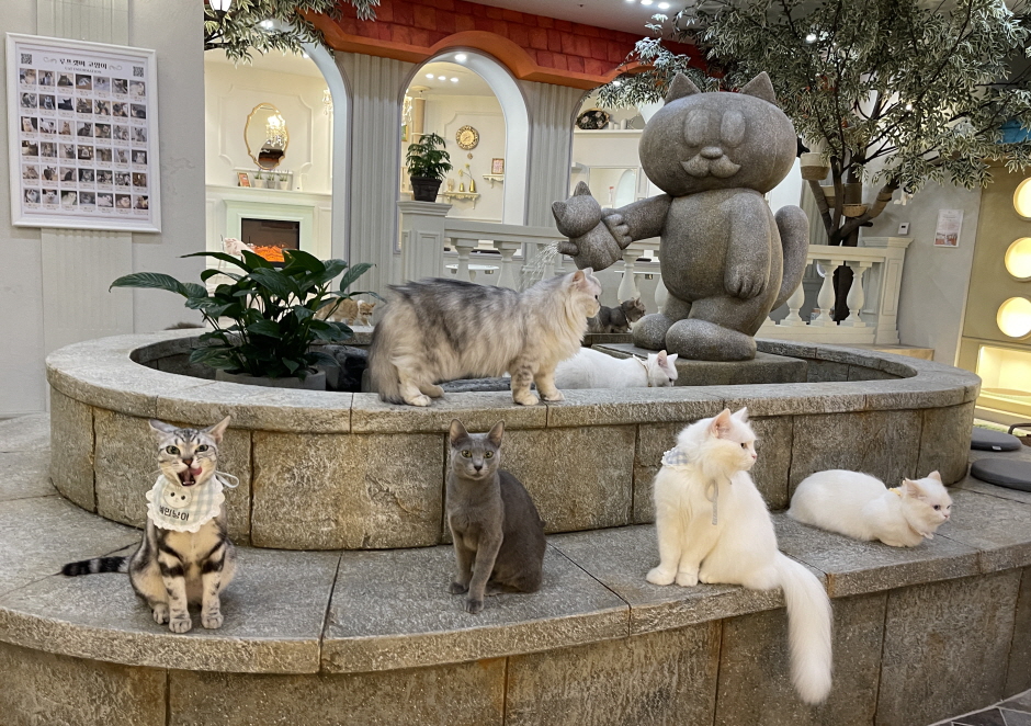 Hongdae] ROOF_CAT_ME Cat Cafe Weekday Discount Admission Ticket