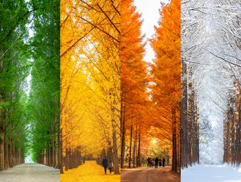 75b46723-Nami-Island