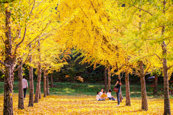 f99ce05c-940-Hongcheong-Ginko-5