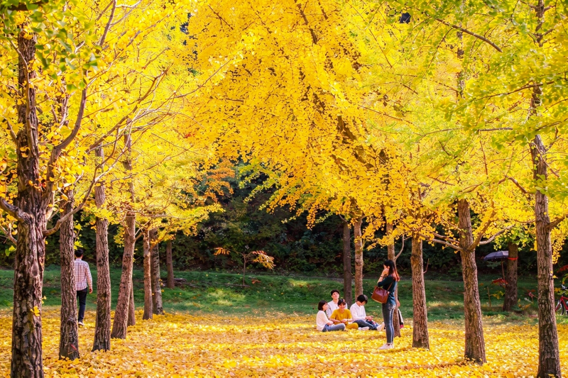 f99ce05c-940-Hongcheong-Ginko-5