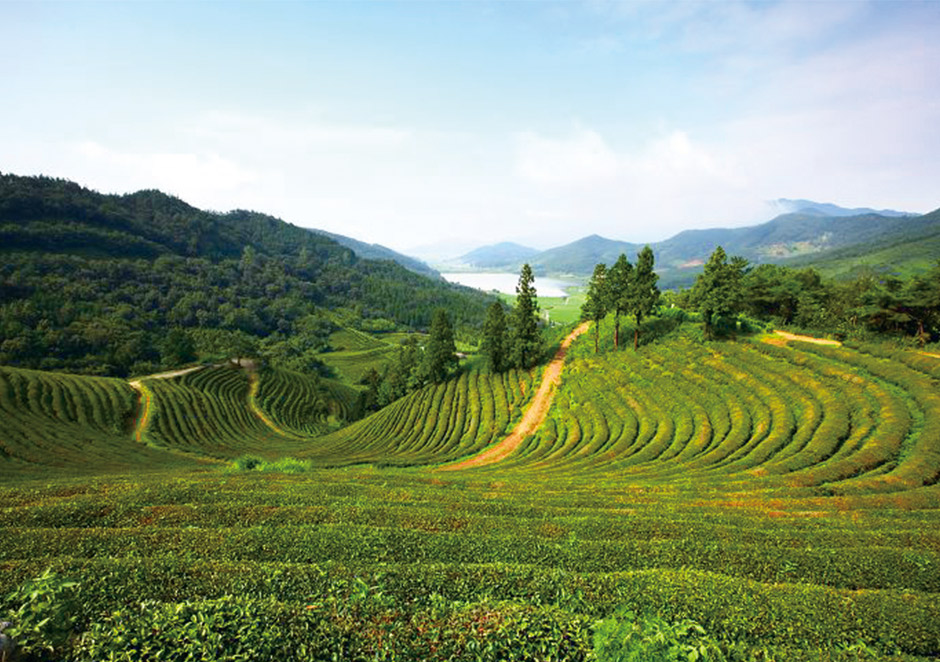 From Seoul] Green Tea Field + Beach + Metasequoia Road + Bamboo