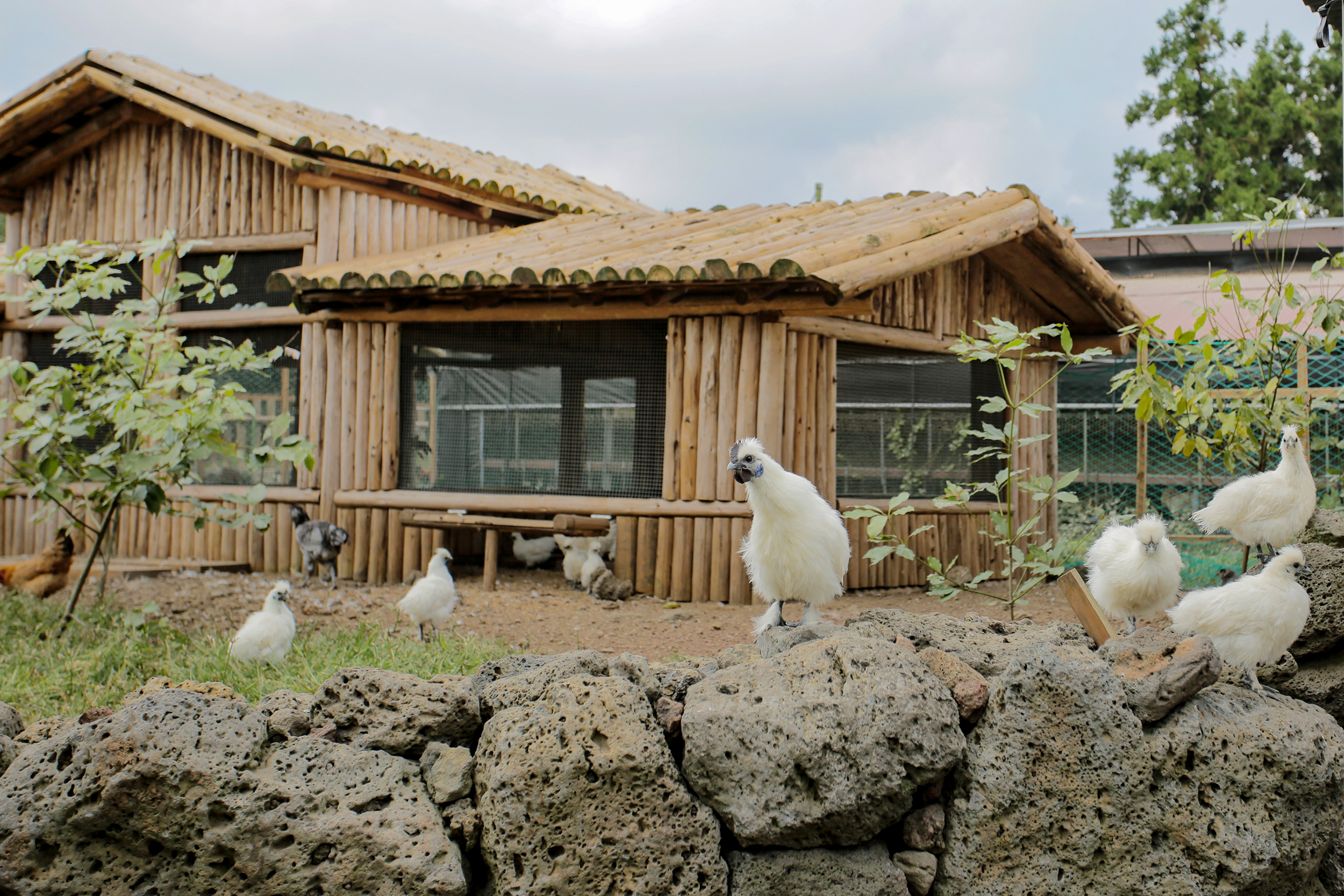 济州岛有机农青草田牧场 优惠门票