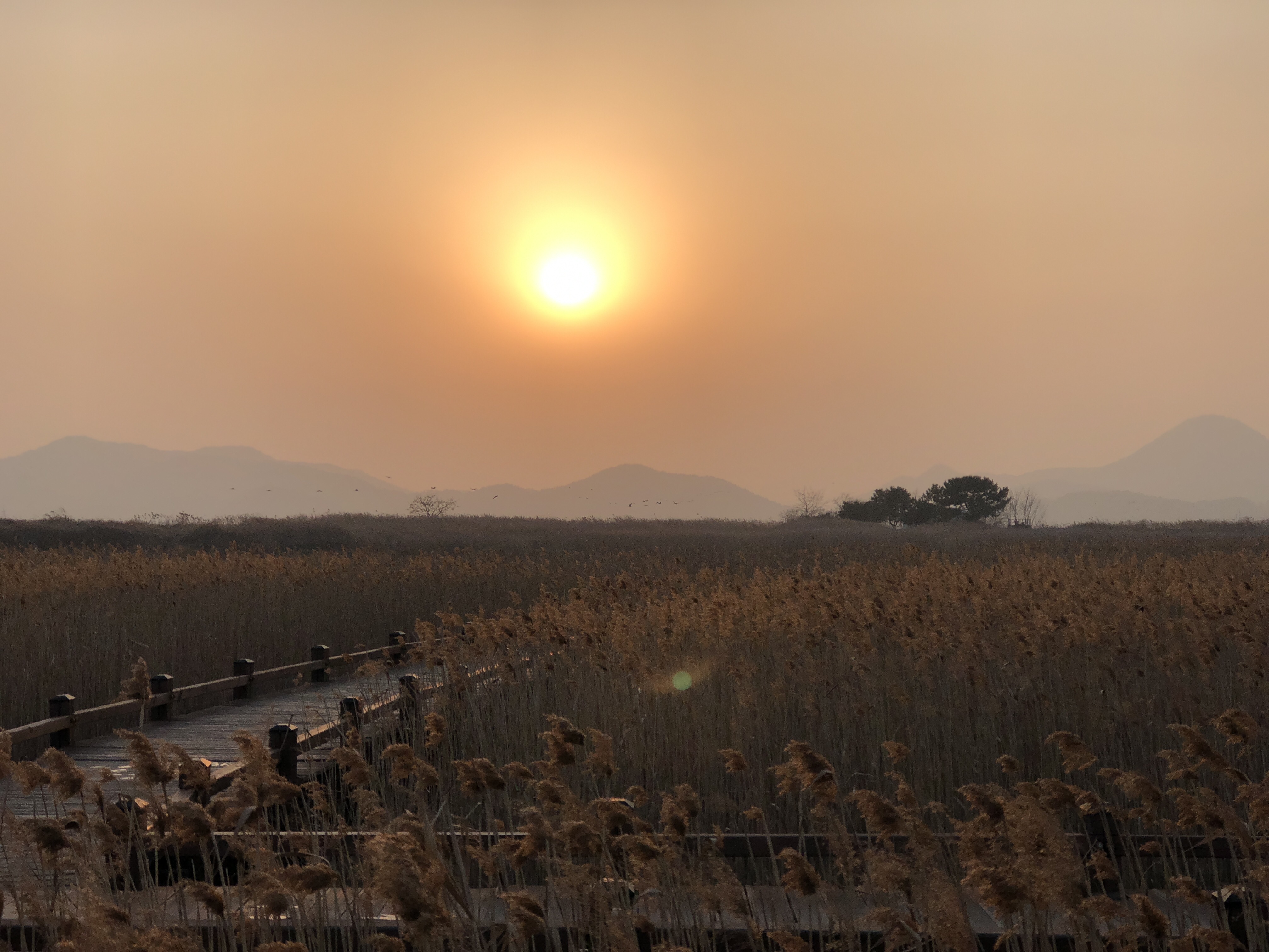 釜山出発 麗水ケーブルカー 梧桐島 順天湾湿地日帰りツアー Seoul Pass