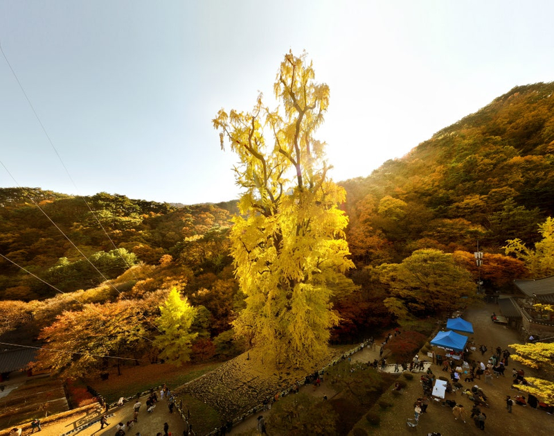 eeefc472-4e761a5d-용문산은행나무1